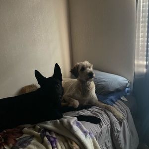 Meet your Posher, Jesse